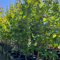 Gold Kist Apricot