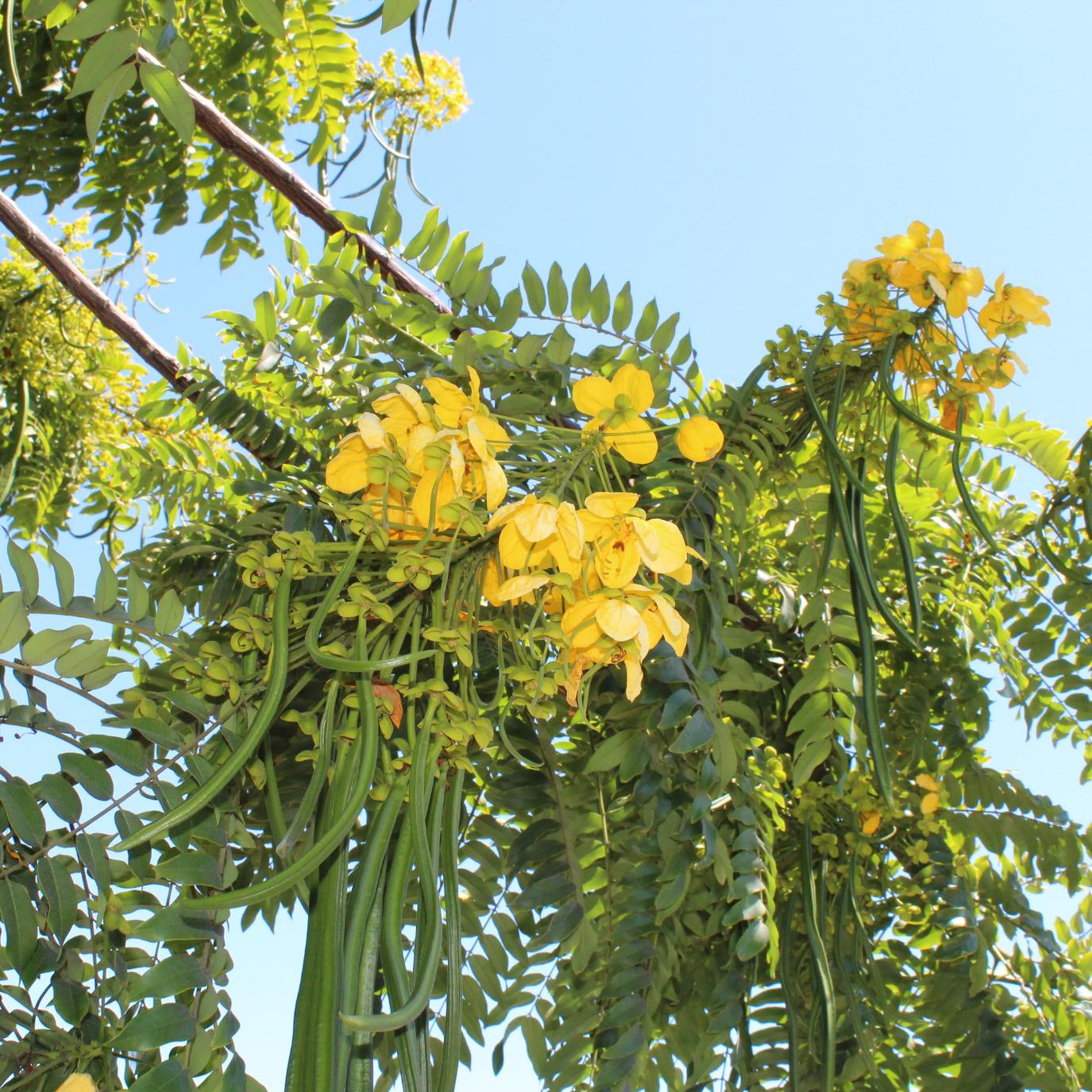Yellow flowers and green leaves on Gold Medallion Tree against a blue sky