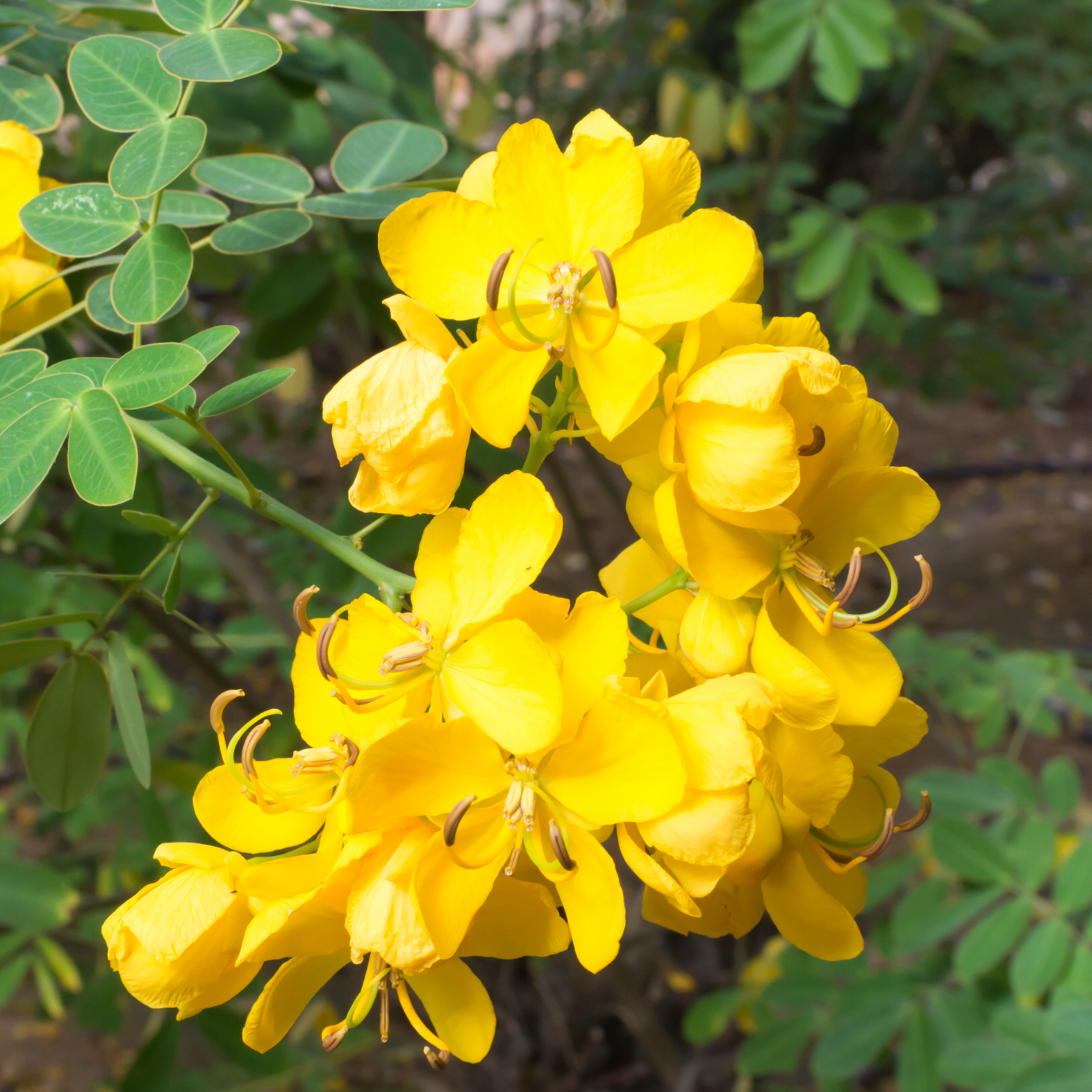 Cluster of yellow flowers with green leaves on Gold Medallion Tree  in the background