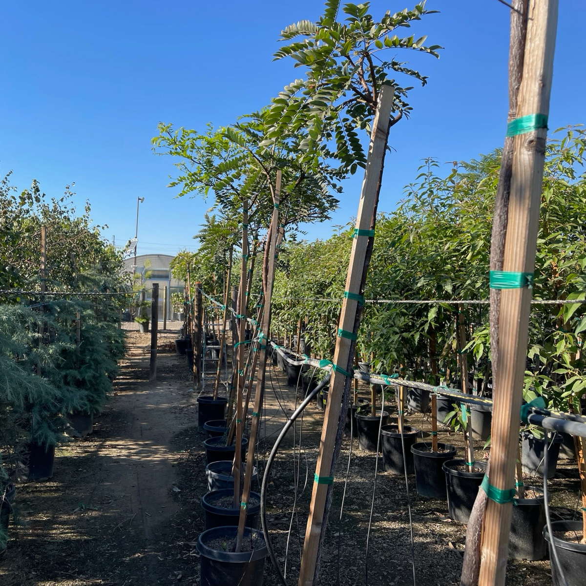 Row of potted Gold Medallion Trees with stakes and green tape in a nursery setting
