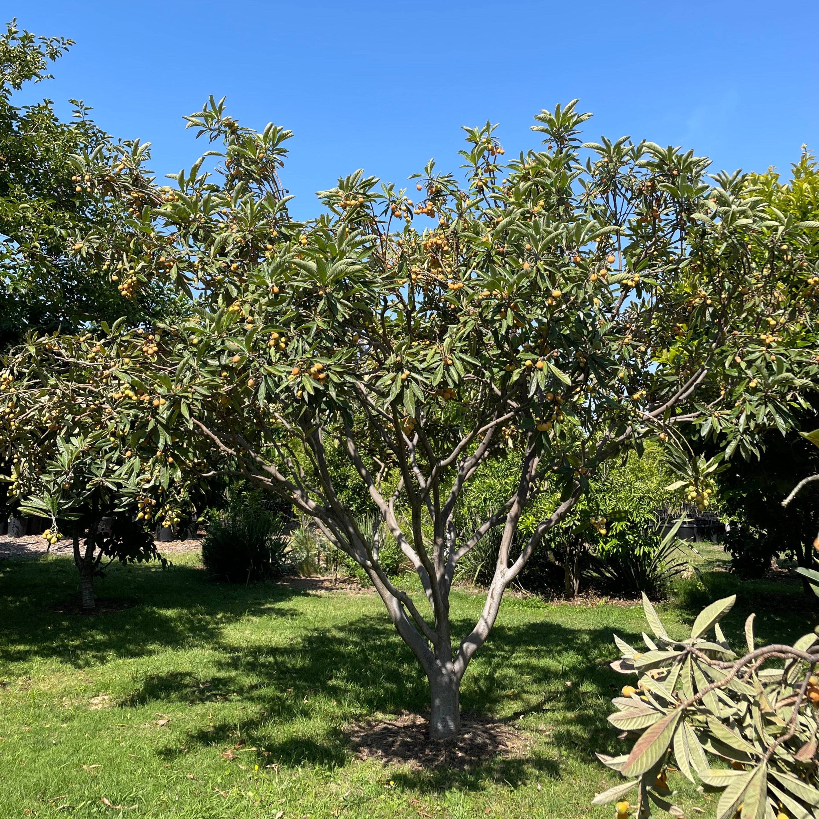 Gold Nugget Loquat Tree with green leaves and some yellow fruits in good pruning shape