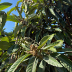 Gold Nugget Loquat Tree with green leaves and small loquat fruits against a blue sky