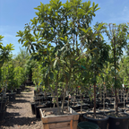 Row of 24 inch box  potted Gold Nugget Loquat trees in the victory  nursery with a clear blue sky.