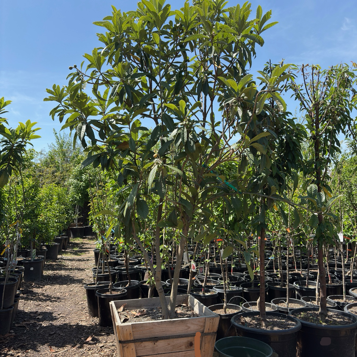 Row of 24 inch box  potted Gold Nugget Loquat trees in the victory  nursery with a clear blue sky.