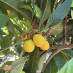  Gold Nugget Loquat fruits on a tree branch with green leaves