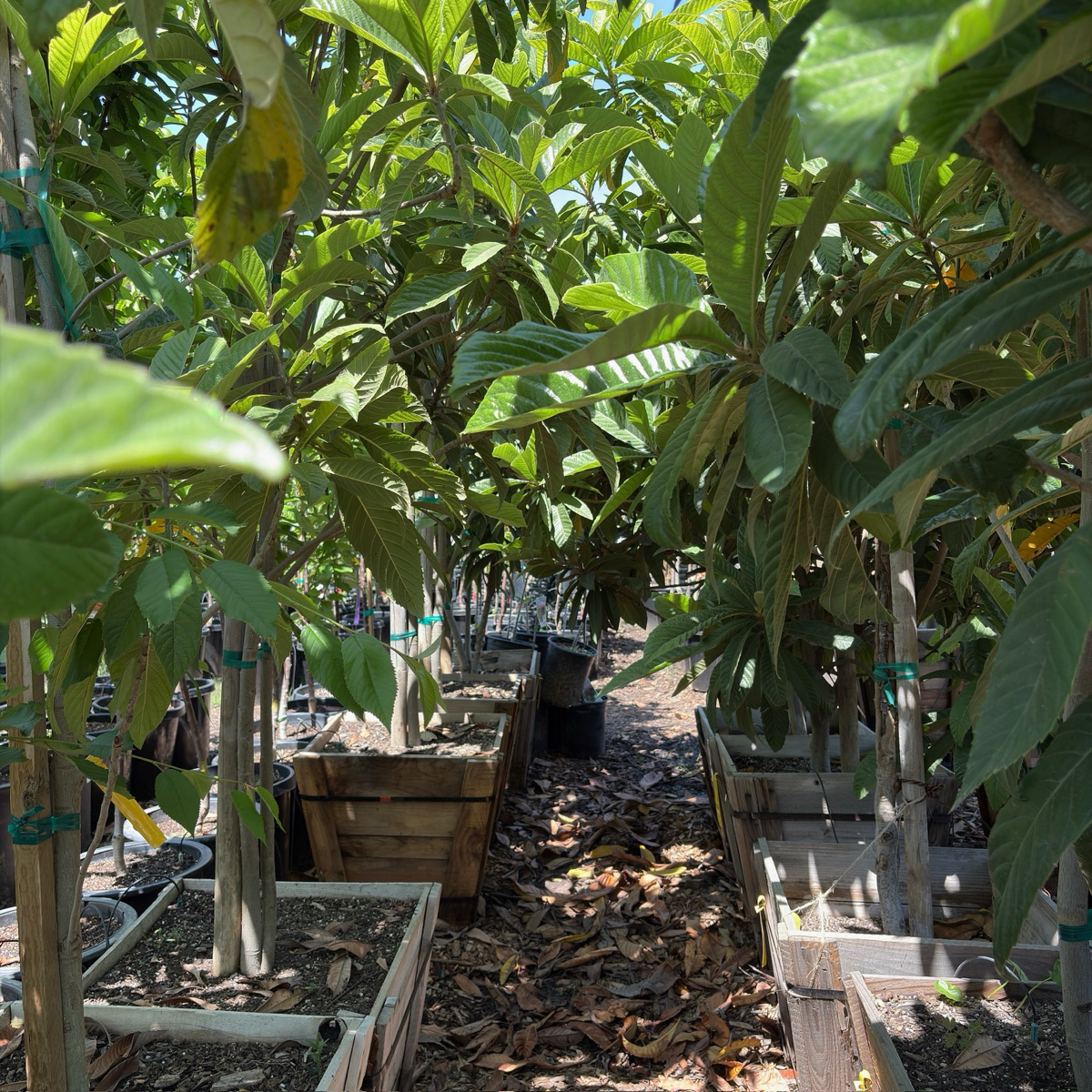 Garden with Gold Nugget Loquat trees and plants in 24 wooden boxes.