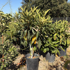 Gold Nugget Loquat Tree