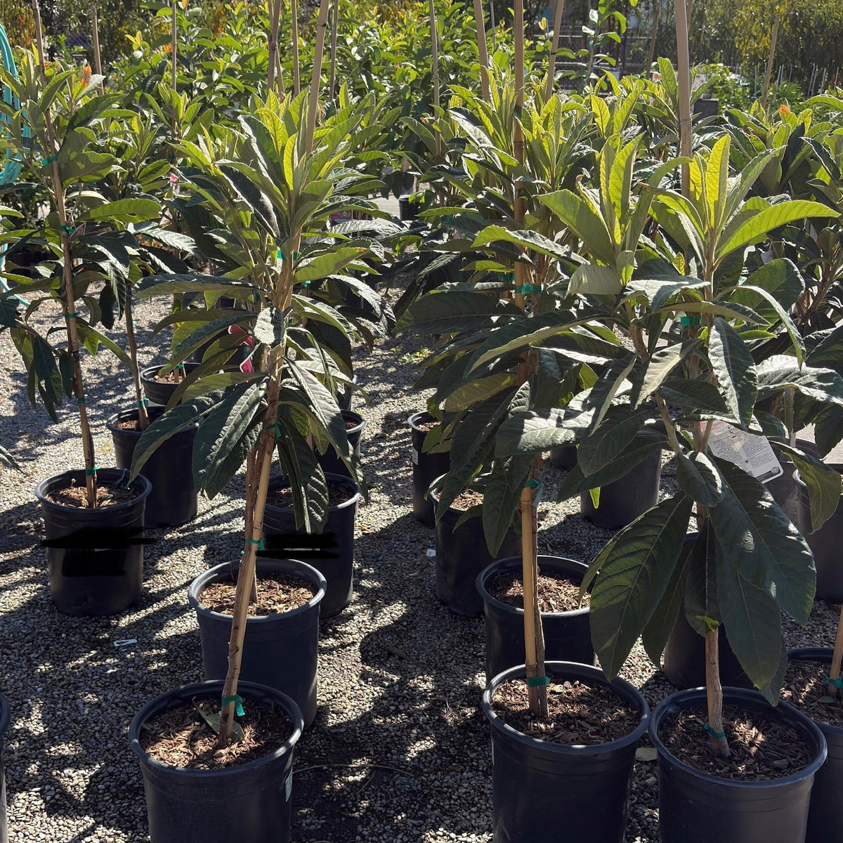 Gold Nugget Loquat Tree
