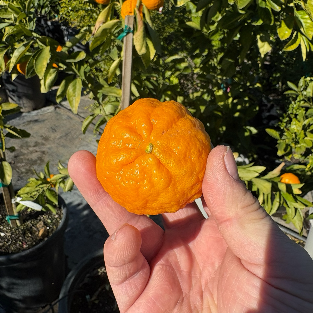 Gold Nugget Mandarin 