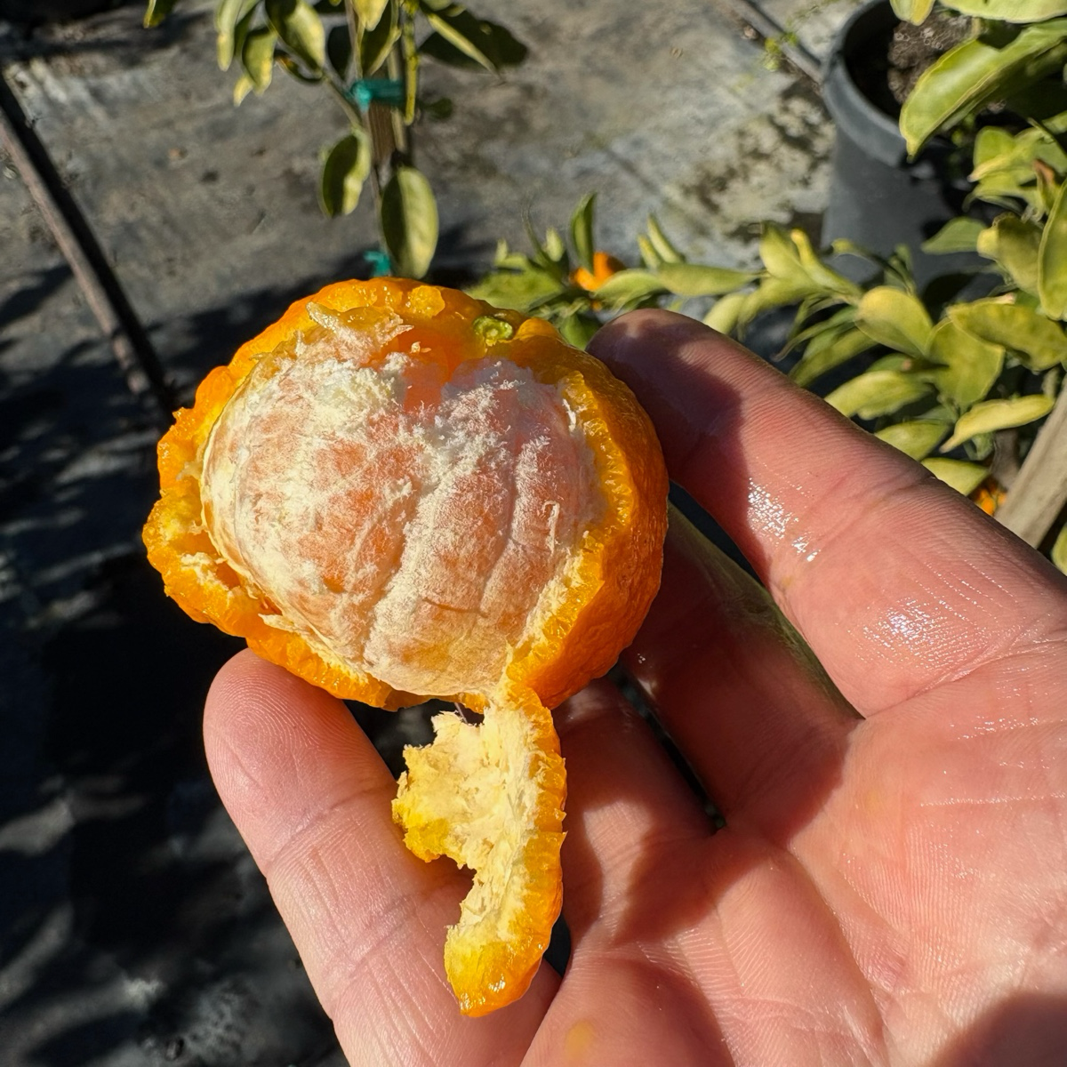 Gold Nugget Mandarin