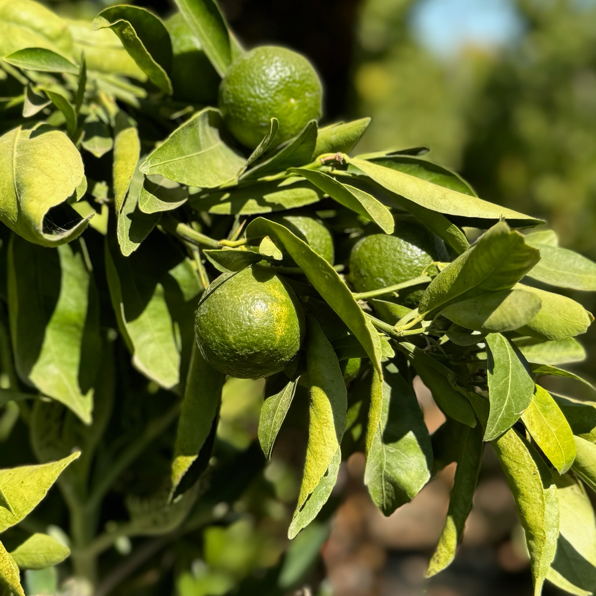 Gold Nugget Mandarin