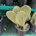 Gold Spine Prickly Pear Cactus