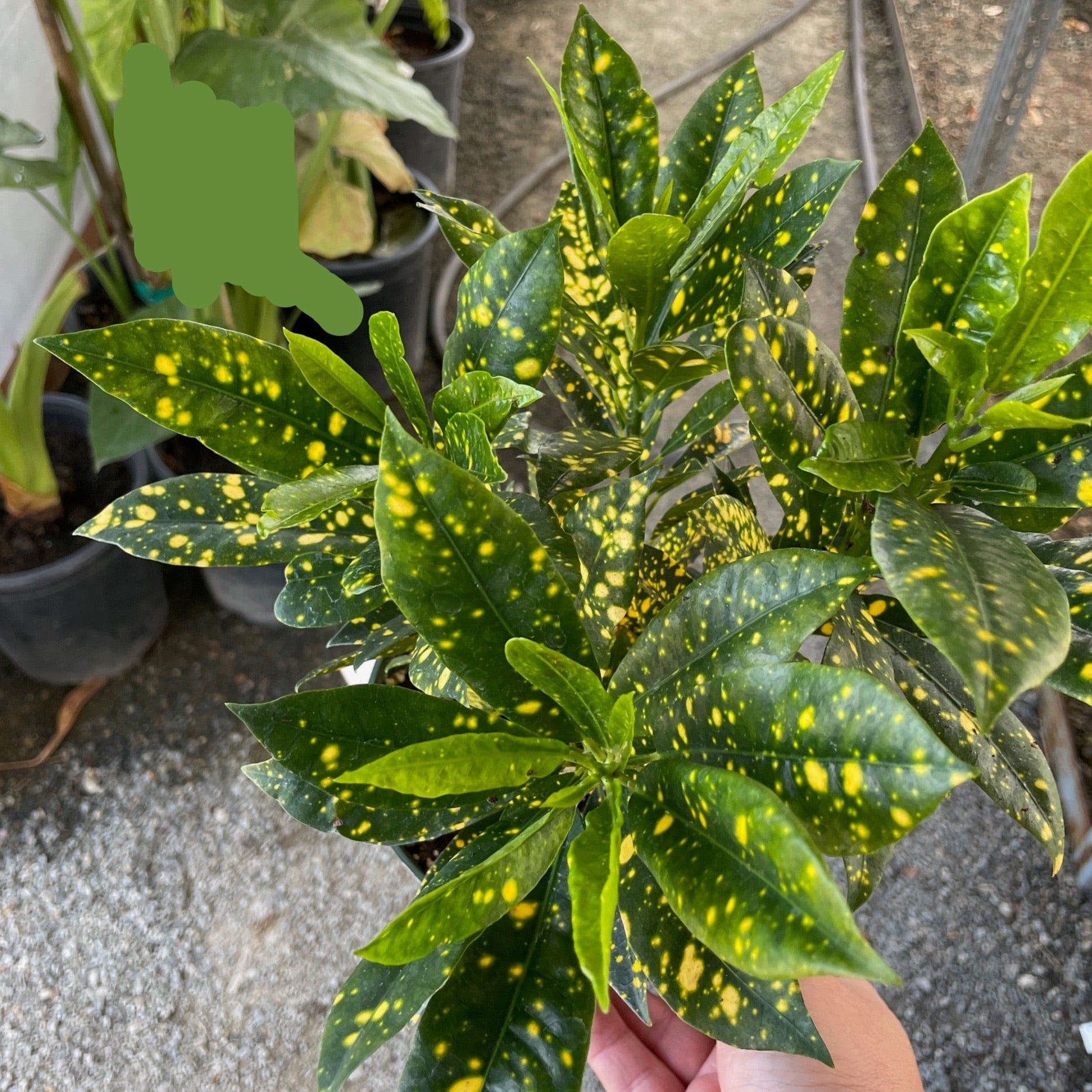 Gold Star Croton