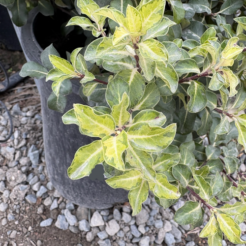 Golf Ball Kohuhu | Round Compact Evergreen Shrub – Victory Nursery