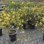 Golden Ballerina Flowering Maple