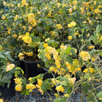 Golden Ballerina Flowering Maple
