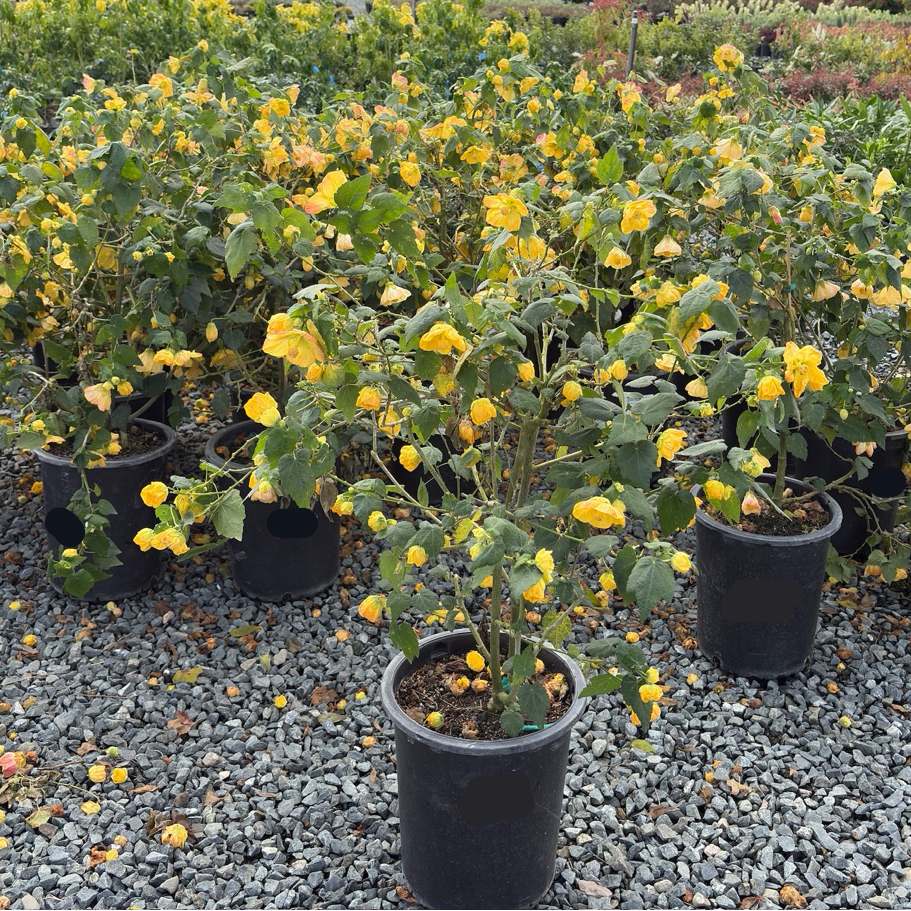 Golden Ballerina Flowering Maple