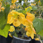 Golden Ballerina Flowering Maple