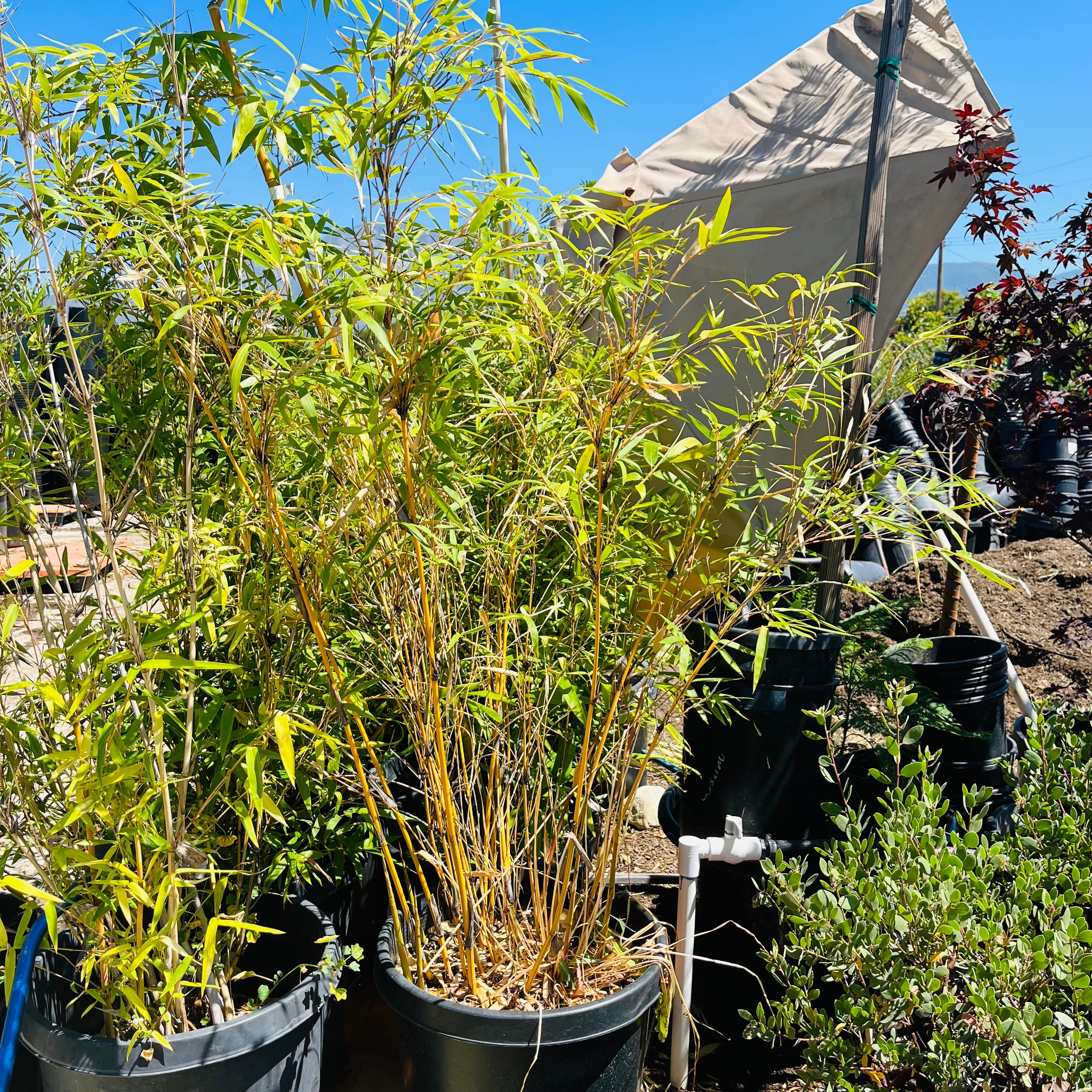 golden bamboo house plant Golden Bamboo