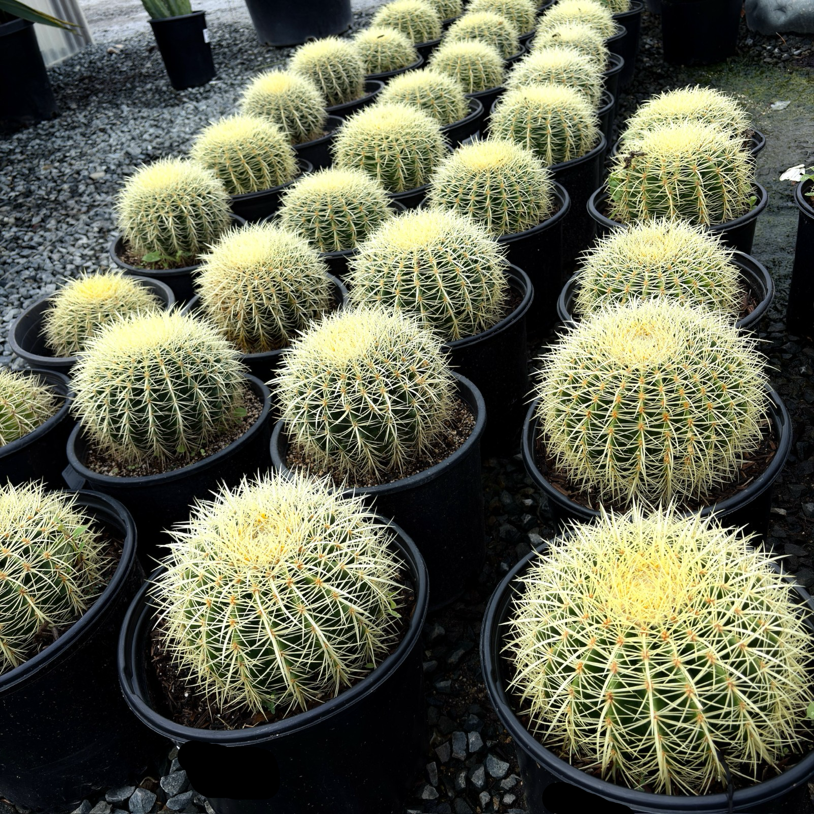 golden barrel cactus soil Golden Barrel Cactus