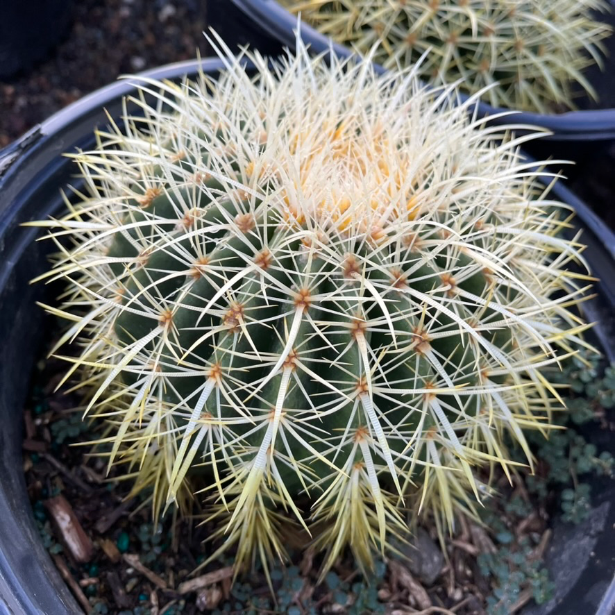 Golden Baned Cactus