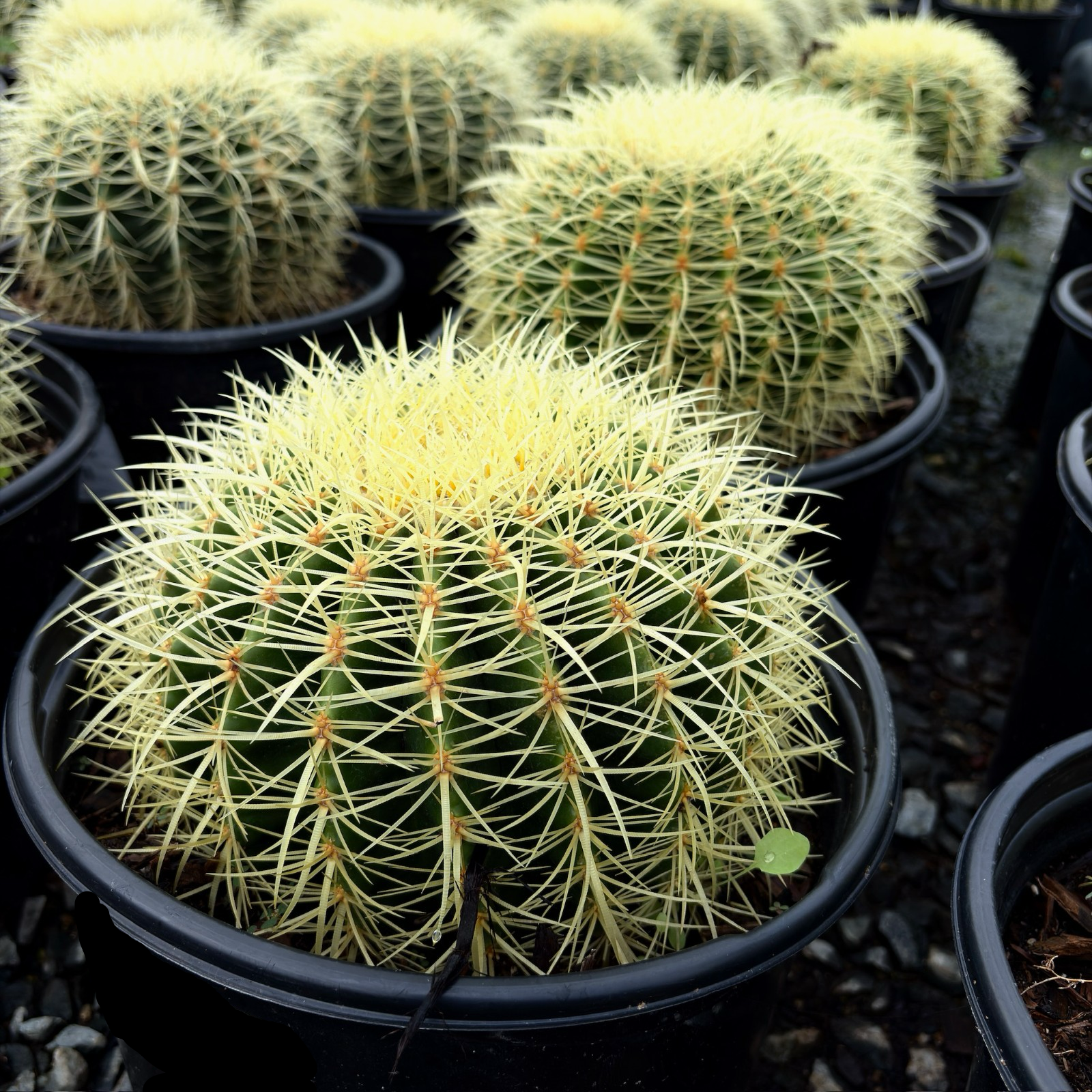 Golden Baned Cactus