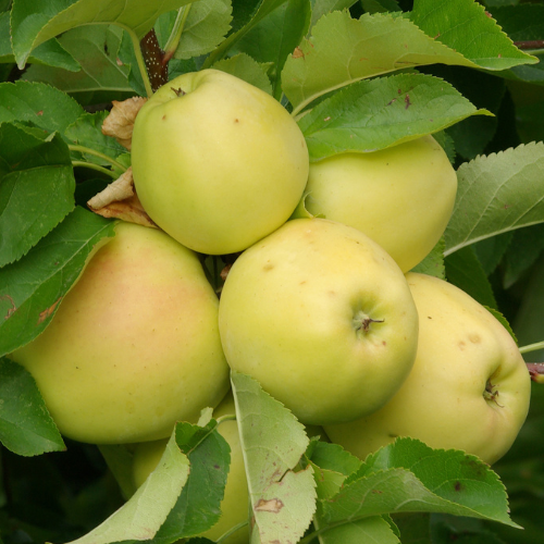 Golden Delicious Apples on a tree branch with leaves