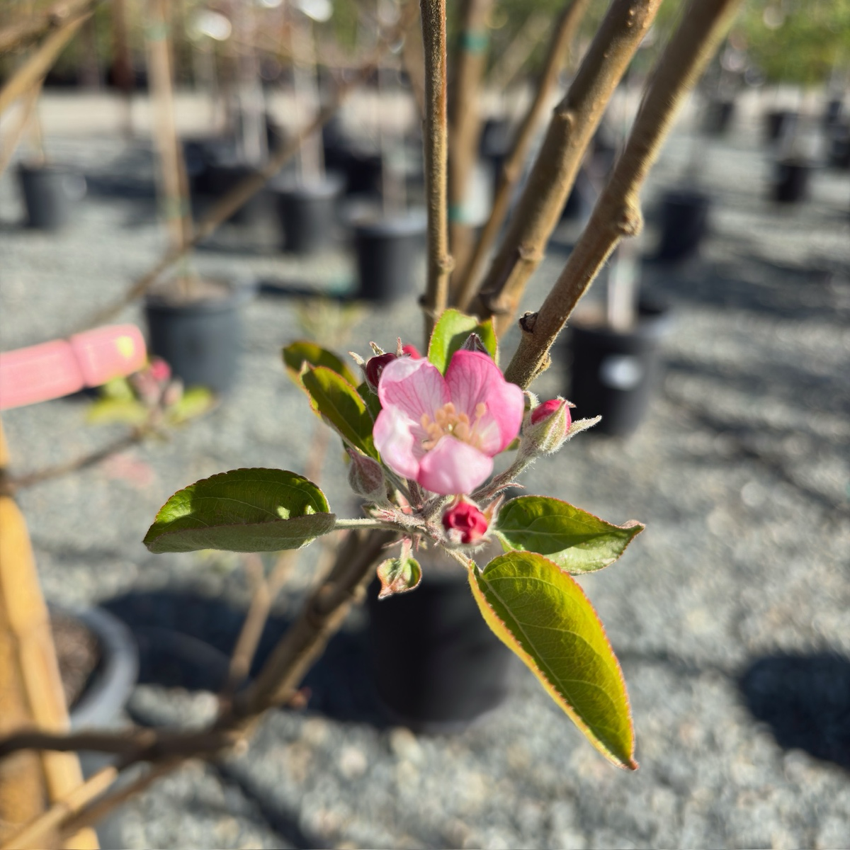 Close-up of a pink flower on a Golden Delicious Apple tree branch with blurred pots in the background