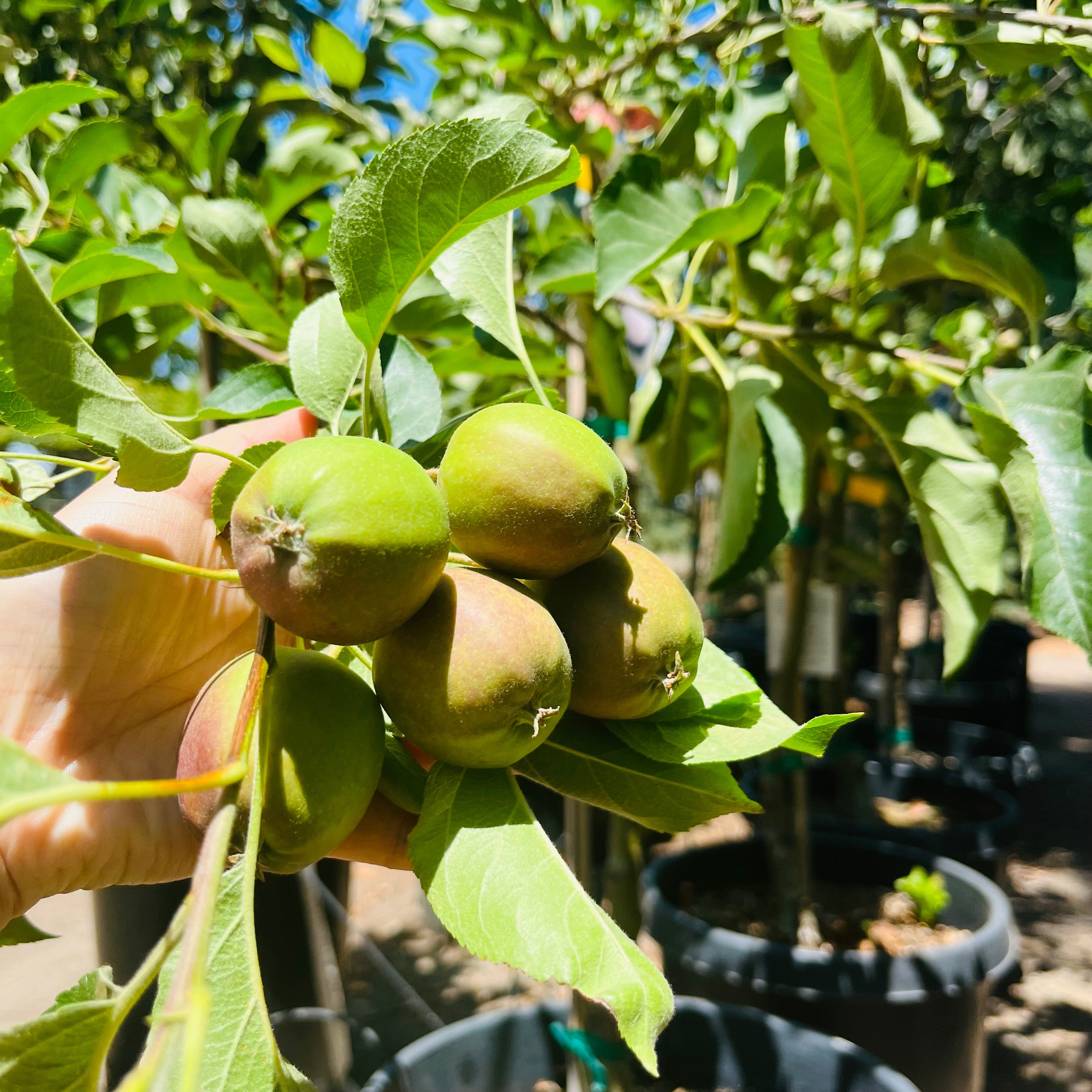 Hand holding a cluster of green apples on a Golden Delicious Apple tree branch with a blurred background of trees and pots.
