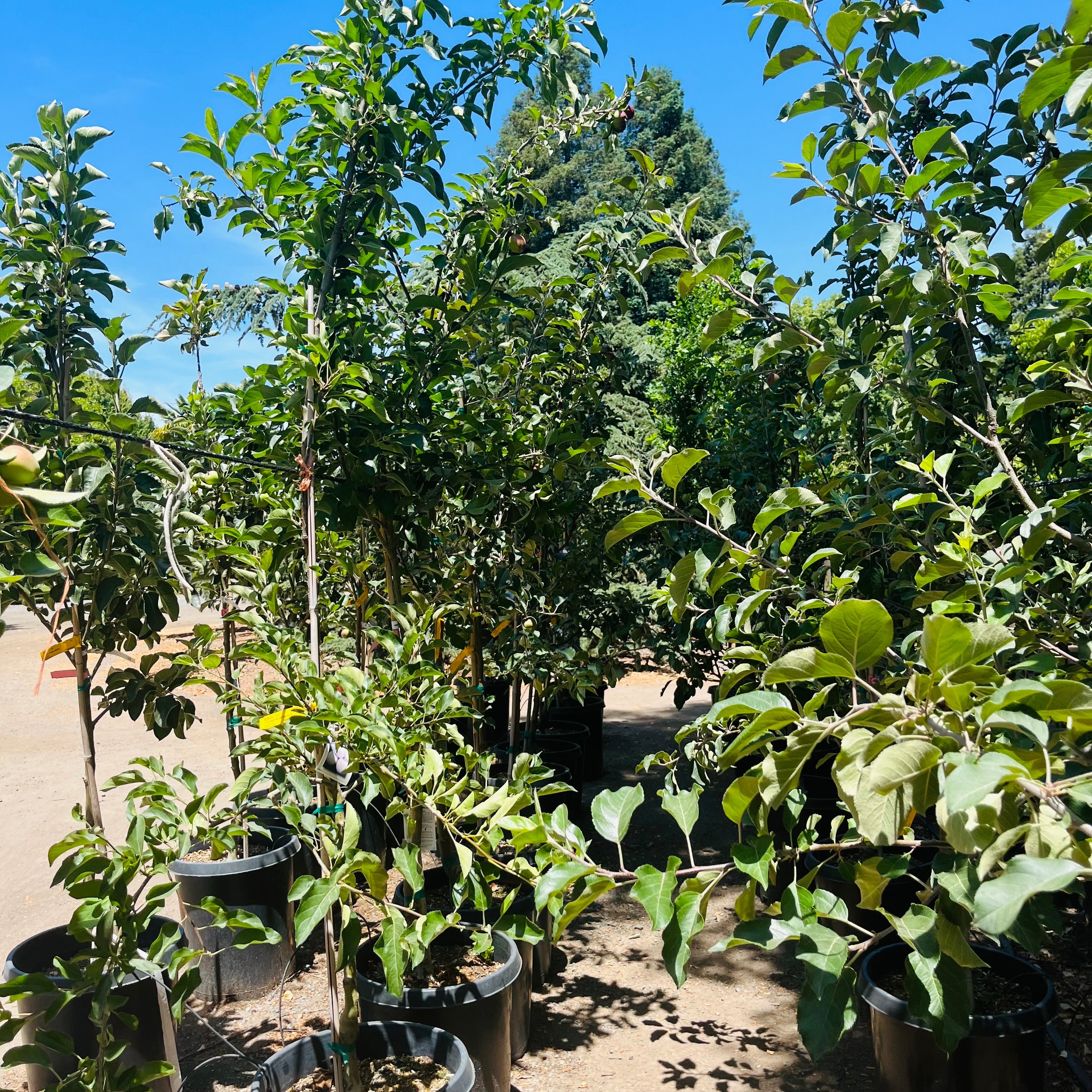 Row of potted Golden Delicious Apple trees in a nursery with a clear blue sky.