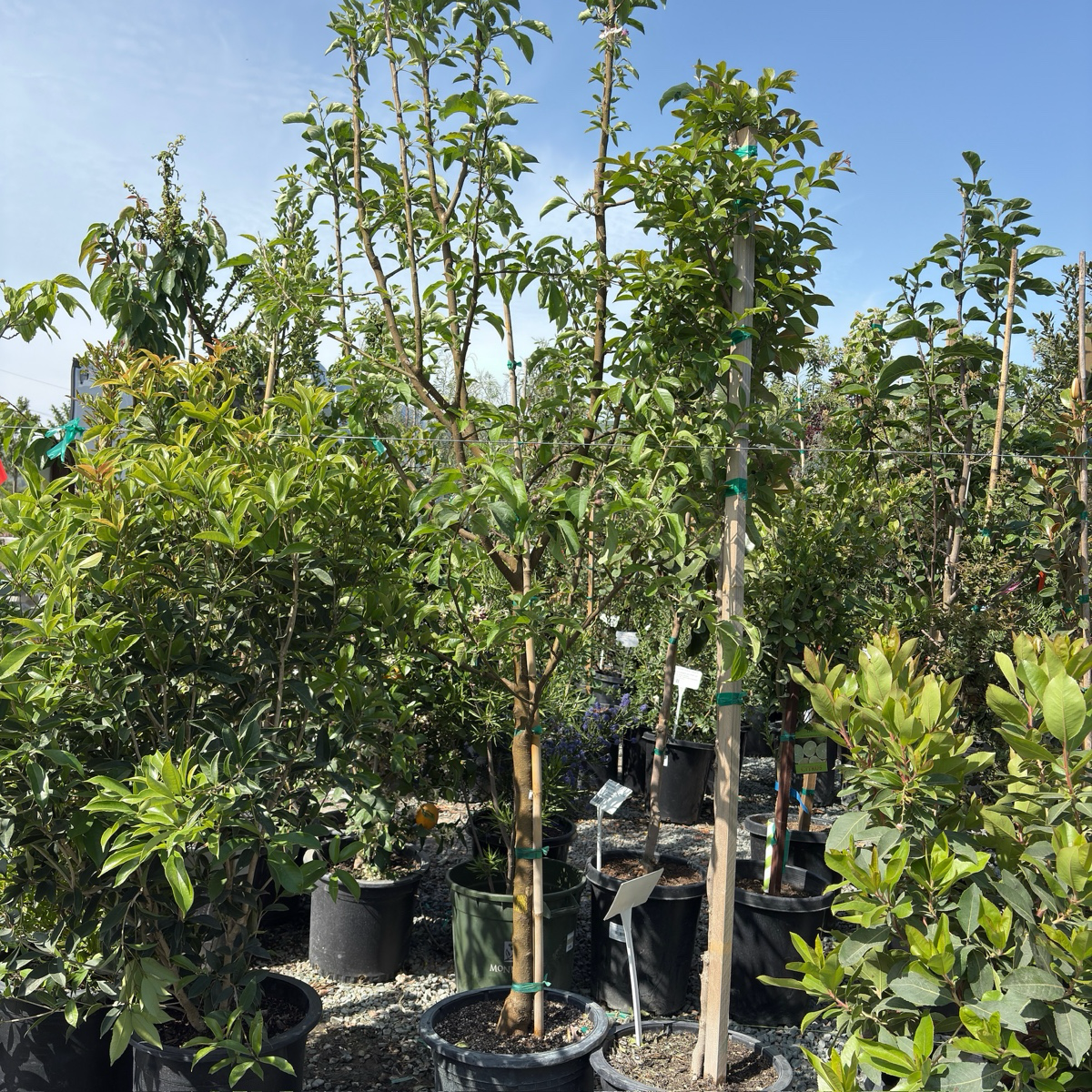 Group of potted Golden Delicious Apple trees in a nursery setting with a clear blue sky.