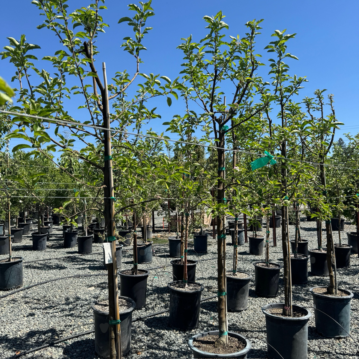 Golden Delicious Apple Tree