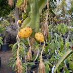 Golden Dragon Fruit