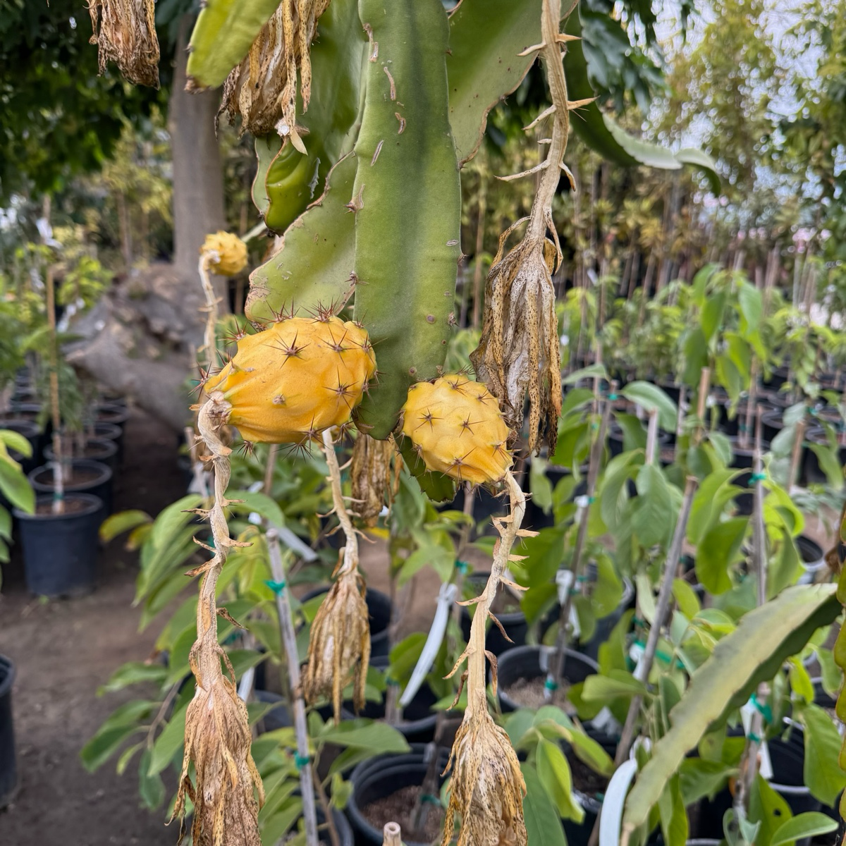 Golden Dragon Fruit