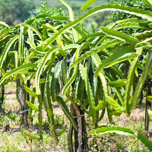 Golden Dragon Fruit