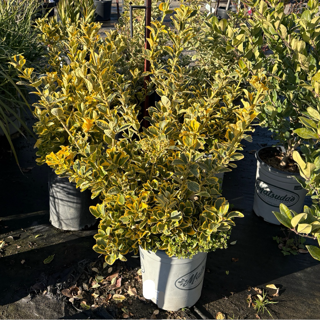 Golden Evergreen Euonymus