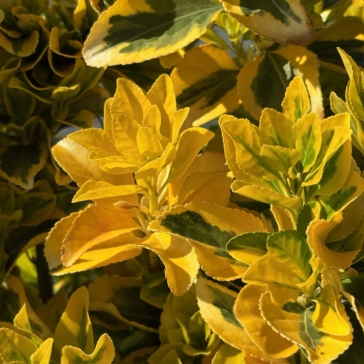 Golden Evergreen Euonymus