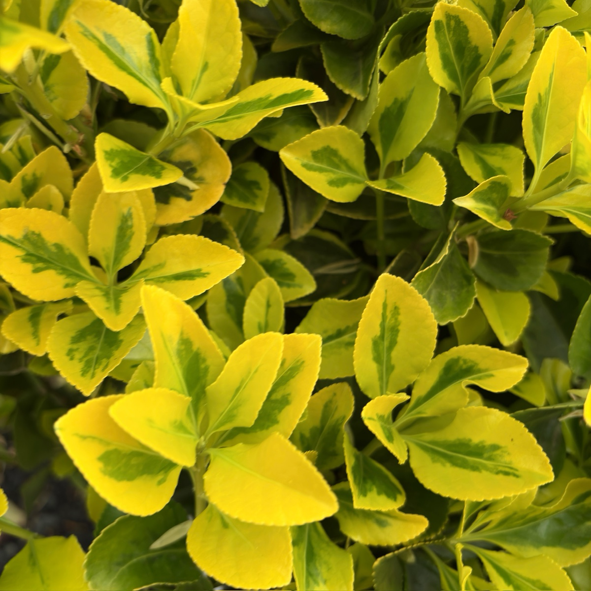 Golden Evergreen Euonymus