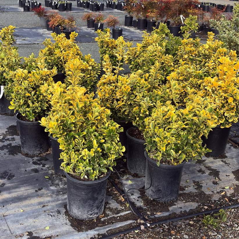 Golden Evergreen Euonymus