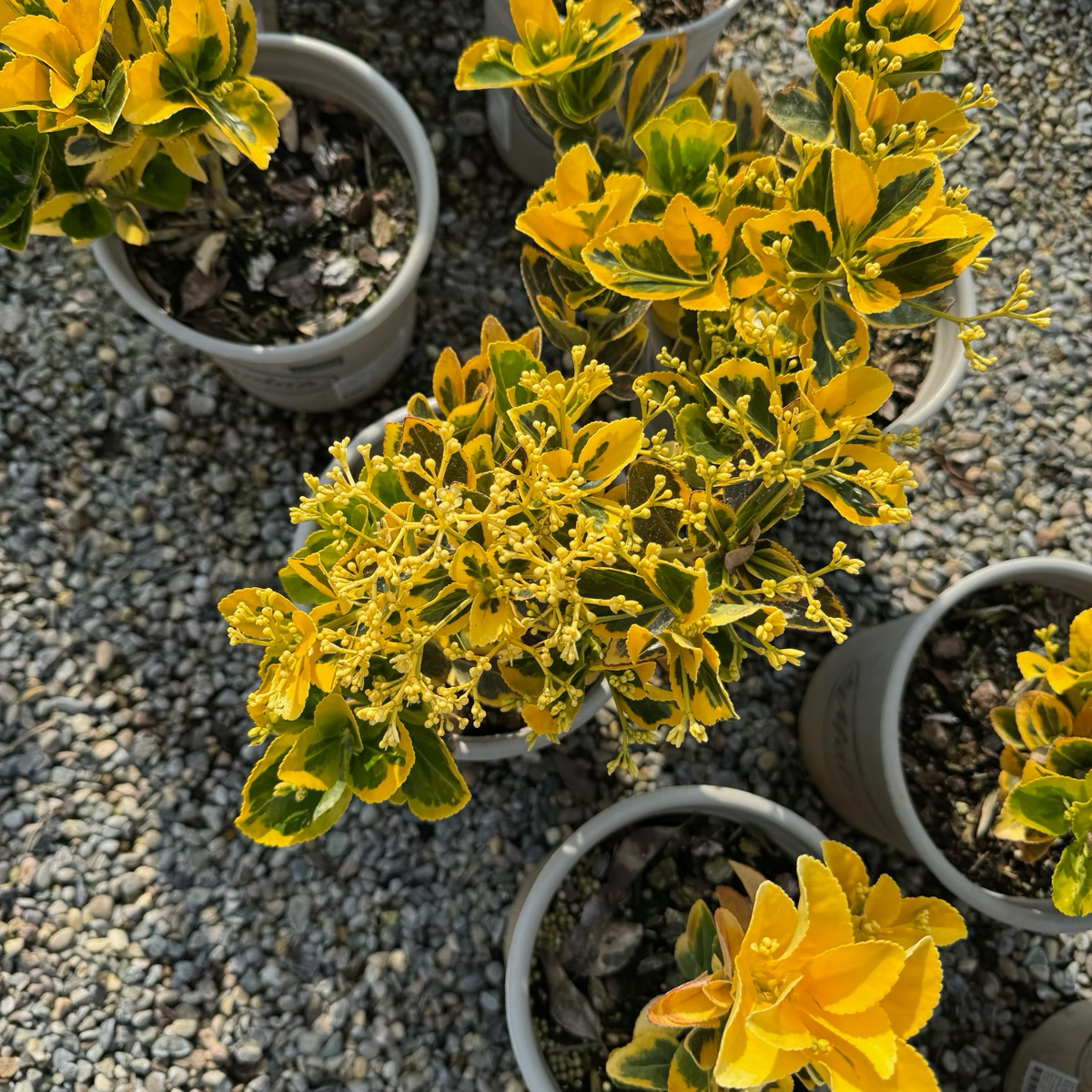 evergreen flowering pot plants Golden Euonymus