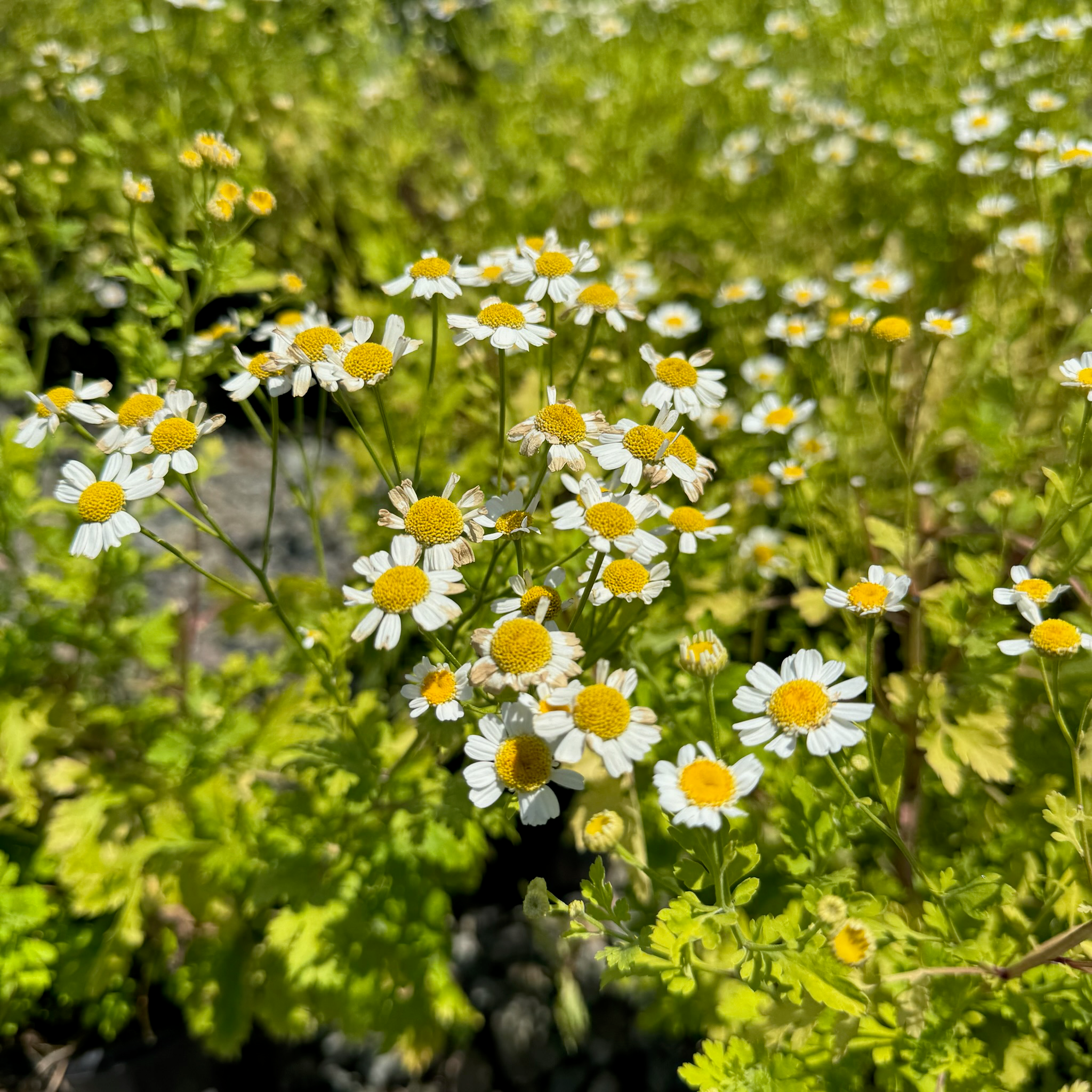 Golden Feverfew