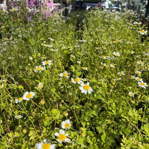 Golden Feverfew Plant