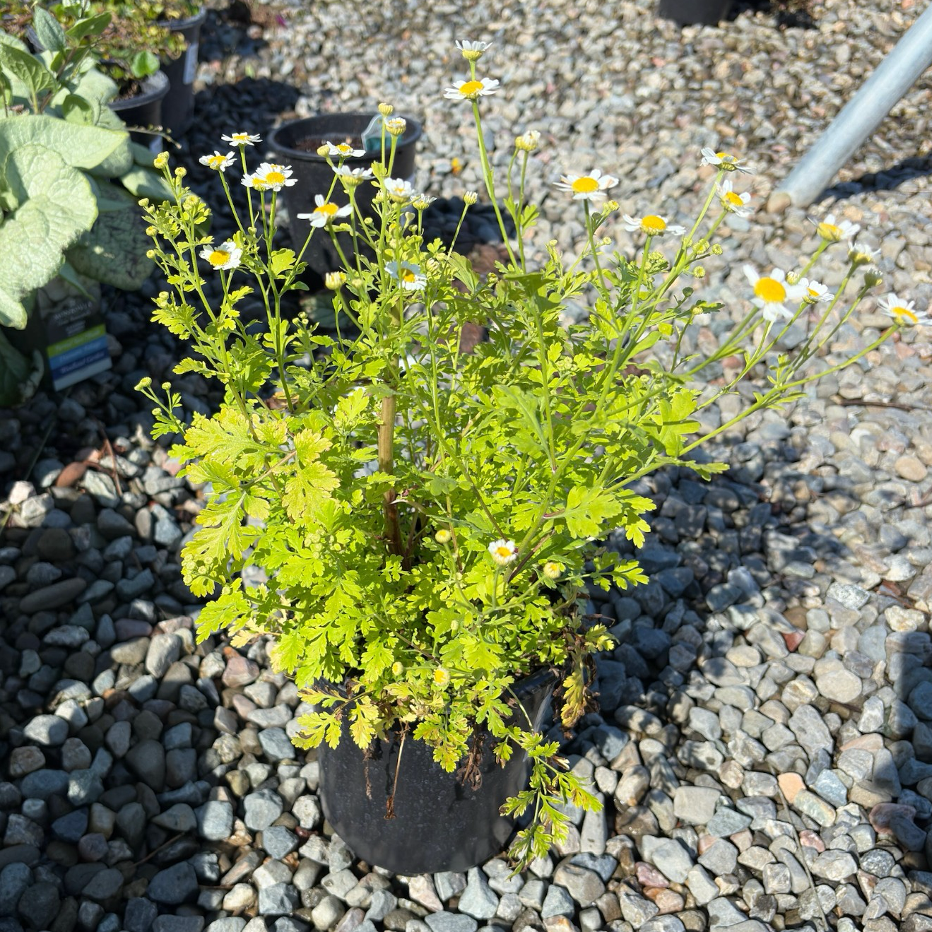 Golden Feverfew Plant
