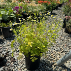 Golden Feverfew