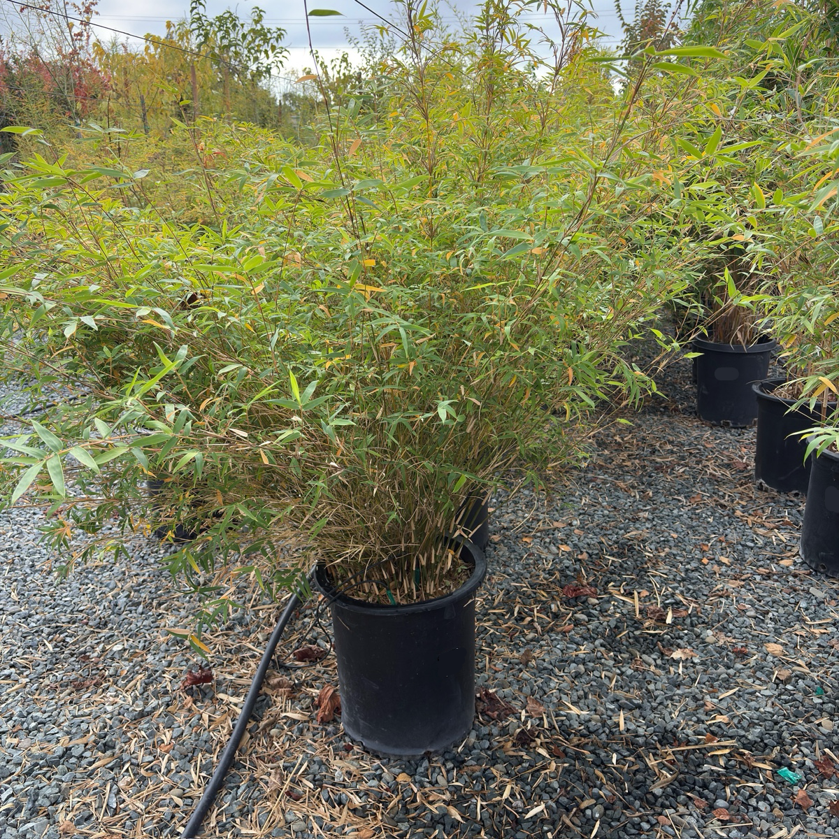 Golden Goddess Bamboo