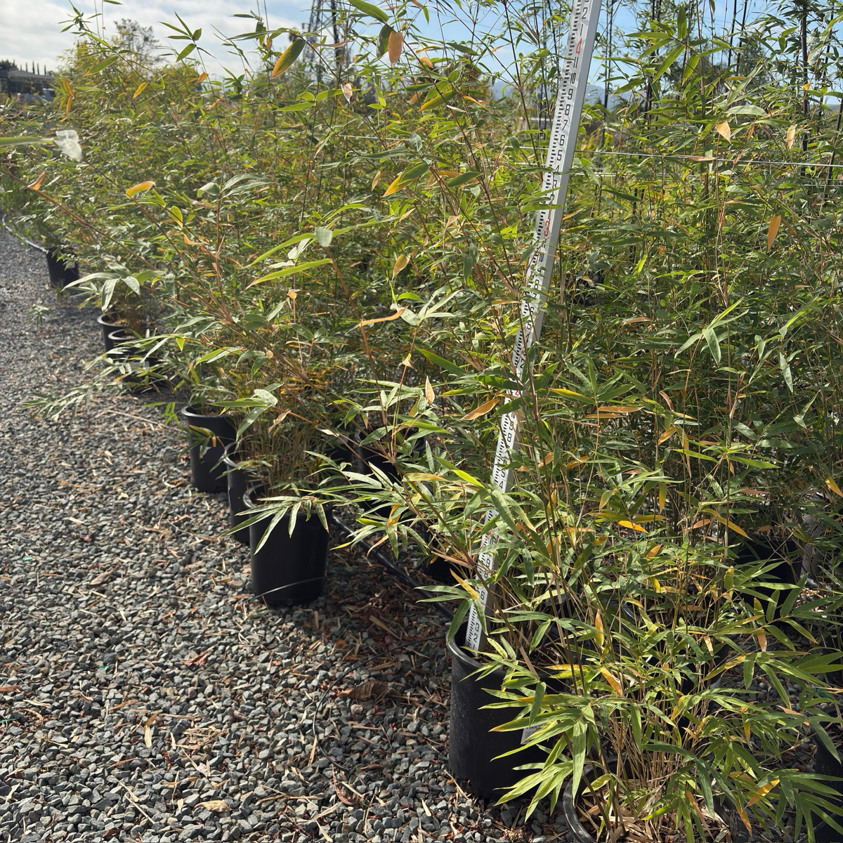 Golden Goddess Bamboo