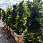 Golden Hinoki Cypress