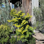 Golden Hinoki Cypress