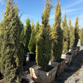 Golden Italian Cypress