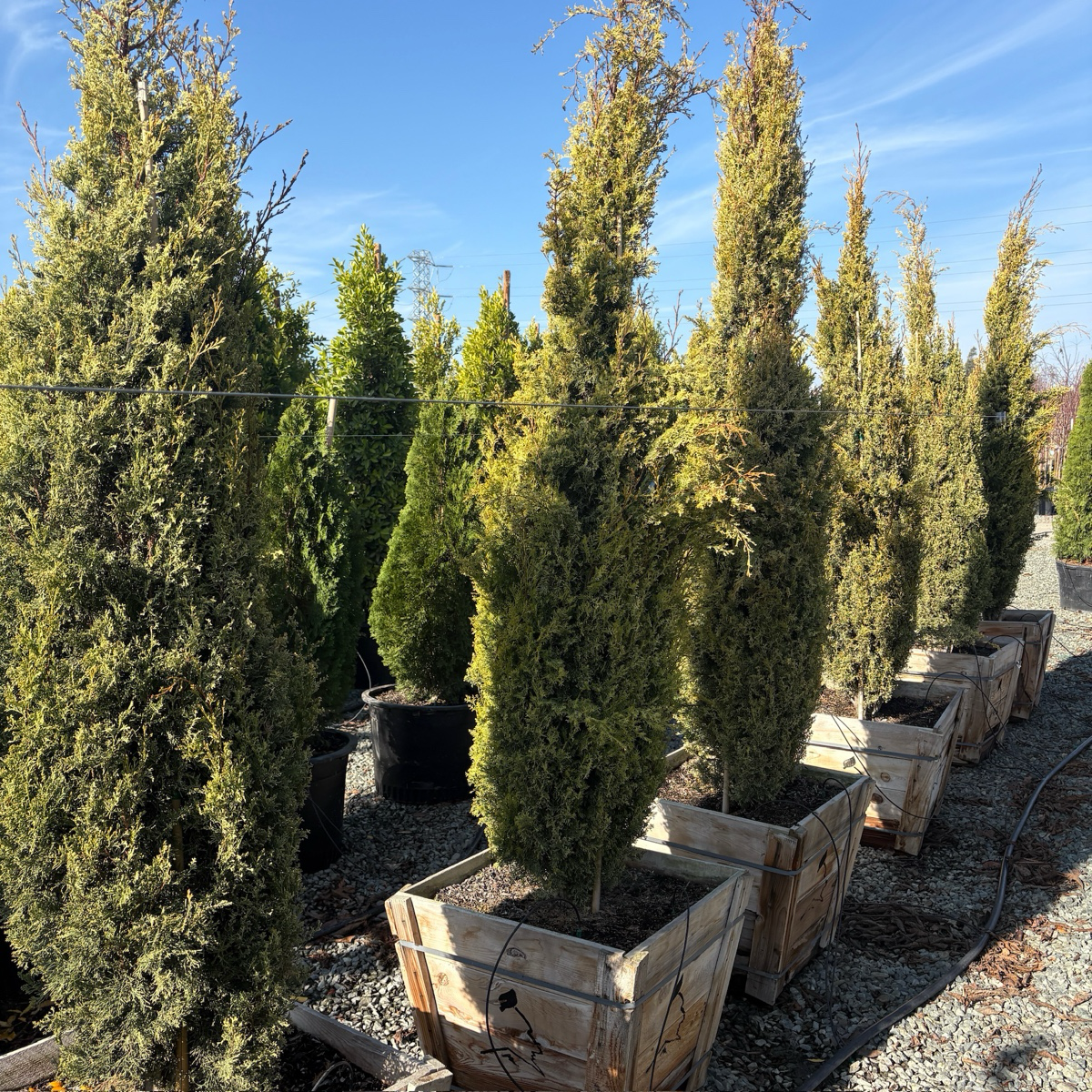 Golden Italian Cypress